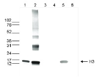 H3 | Histone 3 core | (monoclonal) in the group Antibodies Plant/Algal  / DNA/RNA/Cell Cycle / Epigenetics/DNA methylation at Agrisera AB (Antibodies for research) (AS16 3197)